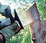 Best Tree Maintenance Programs  in Wright, FL