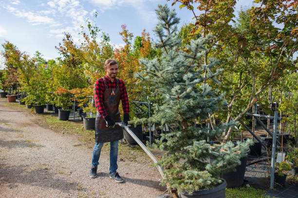 Best Tree Health Inspection  in Wright, FL