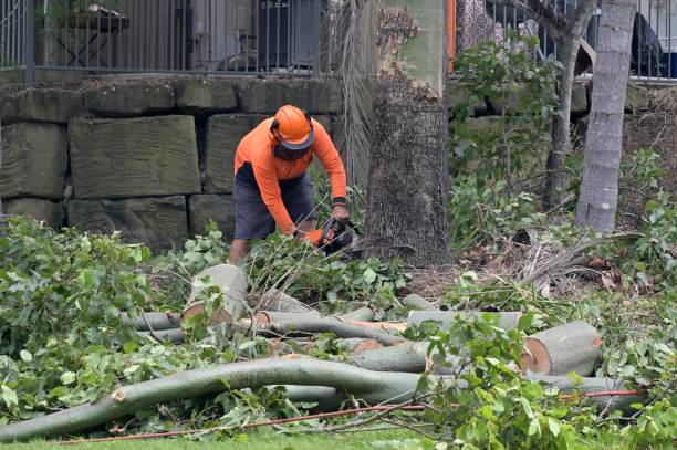 How Our Tree Care Process Works  in  Wright, FL