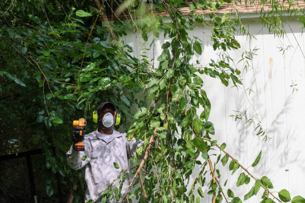 Best Pest Control for Lawns  in Wright, FL